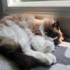 pawpepper